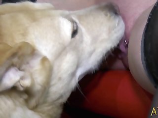 Dog Fuck Grils