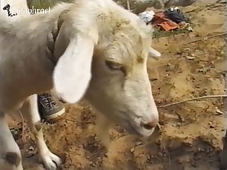Dog Fuck Cute Boy