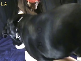 Holy Fuck I Love Being White Dog