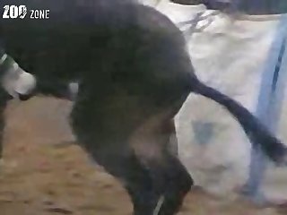 Dog Fuck Two Girl