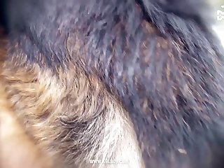 Dog Likes To Fuck