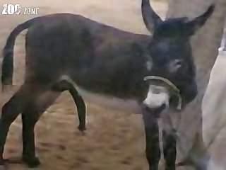 Dog Fuck Two Girl