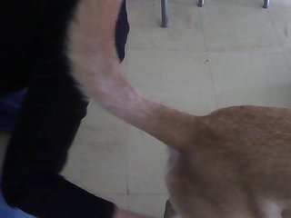 Dog Fuck Anal Knot