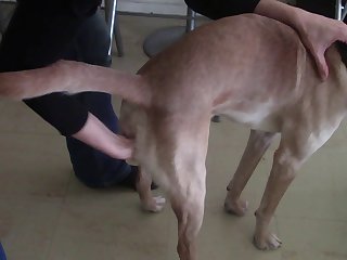 Dog Fuck Anal Knot