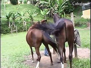 Dog Breaks Out From Friendzone To Fuck Zone Of Owner's
