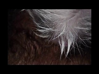 Dog Fuck Girl To Orgasm
