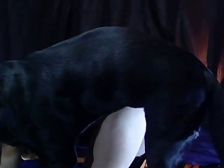 Dog Fuck Teen Comp