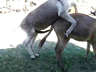 Dog Hard Fuck Girl