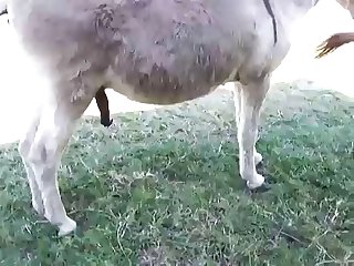 Dog Hard Fuck Girl