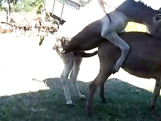 Dog Hard Fuck Girl