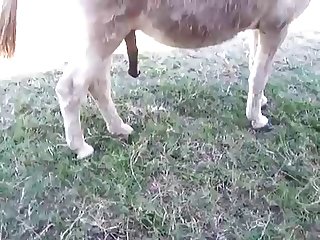 Dog Hard Fuck Girl