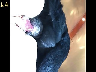 Wife Fuck With Dog