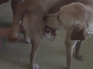 Butt Fuck Dog