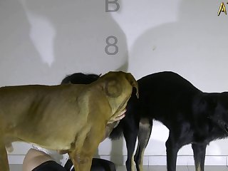 Turkish Dog Fuck