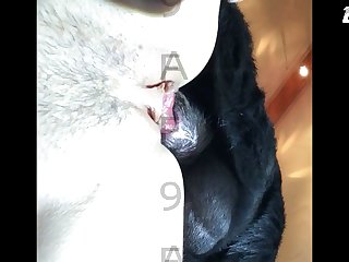 Gay Dog Fuck Comp