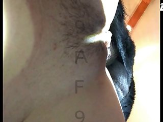 Gay Dog Fuck Comp