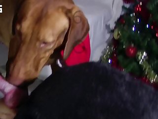 Woman Teaches Dog To Fuck