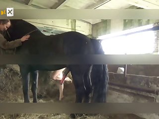 Dog Fuck Girl Xray
