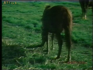 Loving Impotent Husband Let A Dog Fuck His Big Ass Wife