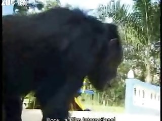 Girl Fuck Dog Xnxx