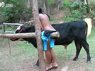 Pony Fuck Dog