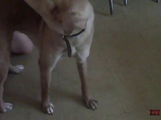 Xnxx Fuck Dog