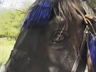 Wife Lets Dog Fuck Her Ass