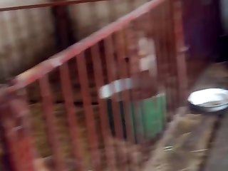 Amateur Dog Fuck 2024