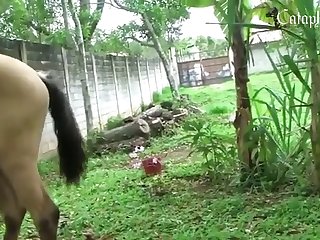 Dog Fuck Their Owner