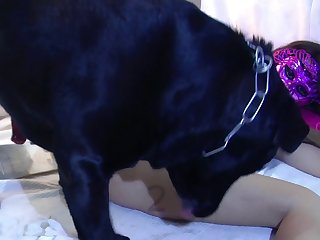 Guy Fuck Dog Creampie
