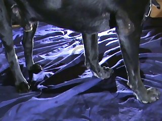 Friend Fuck Dog