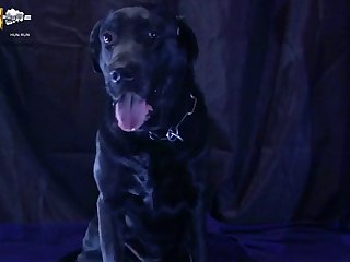 Dog Fuck Self Record