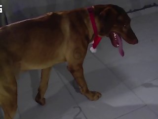 Dog Excited To Fuck Girl