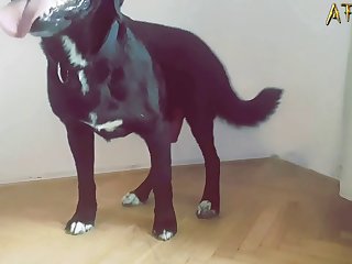 Dog Fuck Pussy Creampie