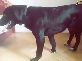 Dog Fuck Pussy Creampie