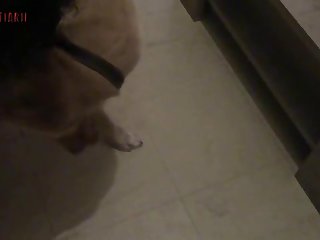 Dog Gets Anal Fuck