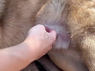 Italian Girl Fuck Dog
