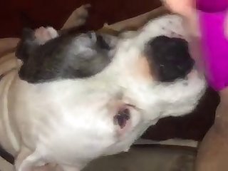 How To Fuck A Dog Tutorial