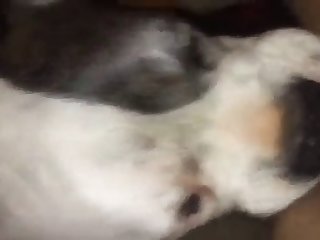 How To Fuck A Dog Tutorial