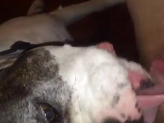 How To Fuck A Dog Tutorial
