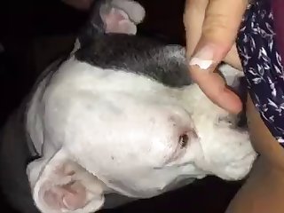 Small Dog Fuck Man