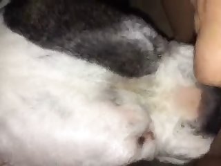 Small Dog Fuck Man