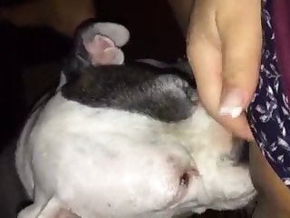 Small Dog Fuck Man