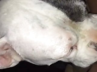 Small Dog Fuck Man