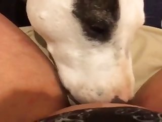 Helping My Wife Fuck Our Dog