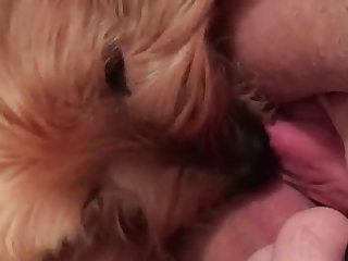 Young Teens Fuck Dog