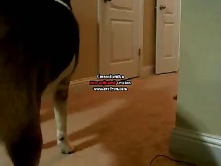Dog Fuck Train