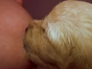 Yor Forger Fuck Dog