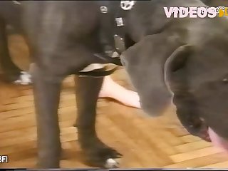 Vixen Fuck Dog