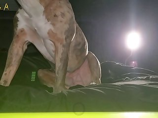 Man Fuck Big Female Dog